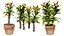 Kwitnąca Euphorbia Model 3D