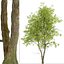Set of Pampkin ash or Fraxinus profunda Tree -2 Trees 3D model