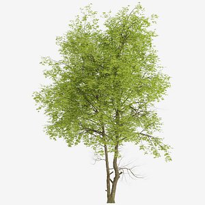 Set of Pampkin ash or Fraxinus profunda Tree -2 Trees