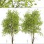 Set of Pampkin ash or Fraxinus profunda Tree -2 Trees 3D model