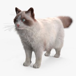 Ragdoll Cat Fur