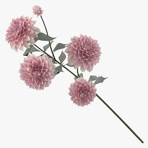 Dahlia