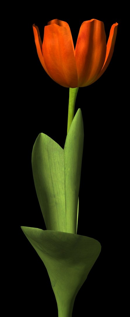 3d max plant flower https://p.turbosquid.com/ts-thumb/lC/ZmJ9mi/8OVZwjEM/princessirenetulip/jpg/1003441398/1920x1080/fit_q87/239c2ca6026e61848042f48f0df52ab2b6302f9b/princessirenetulip.jpg