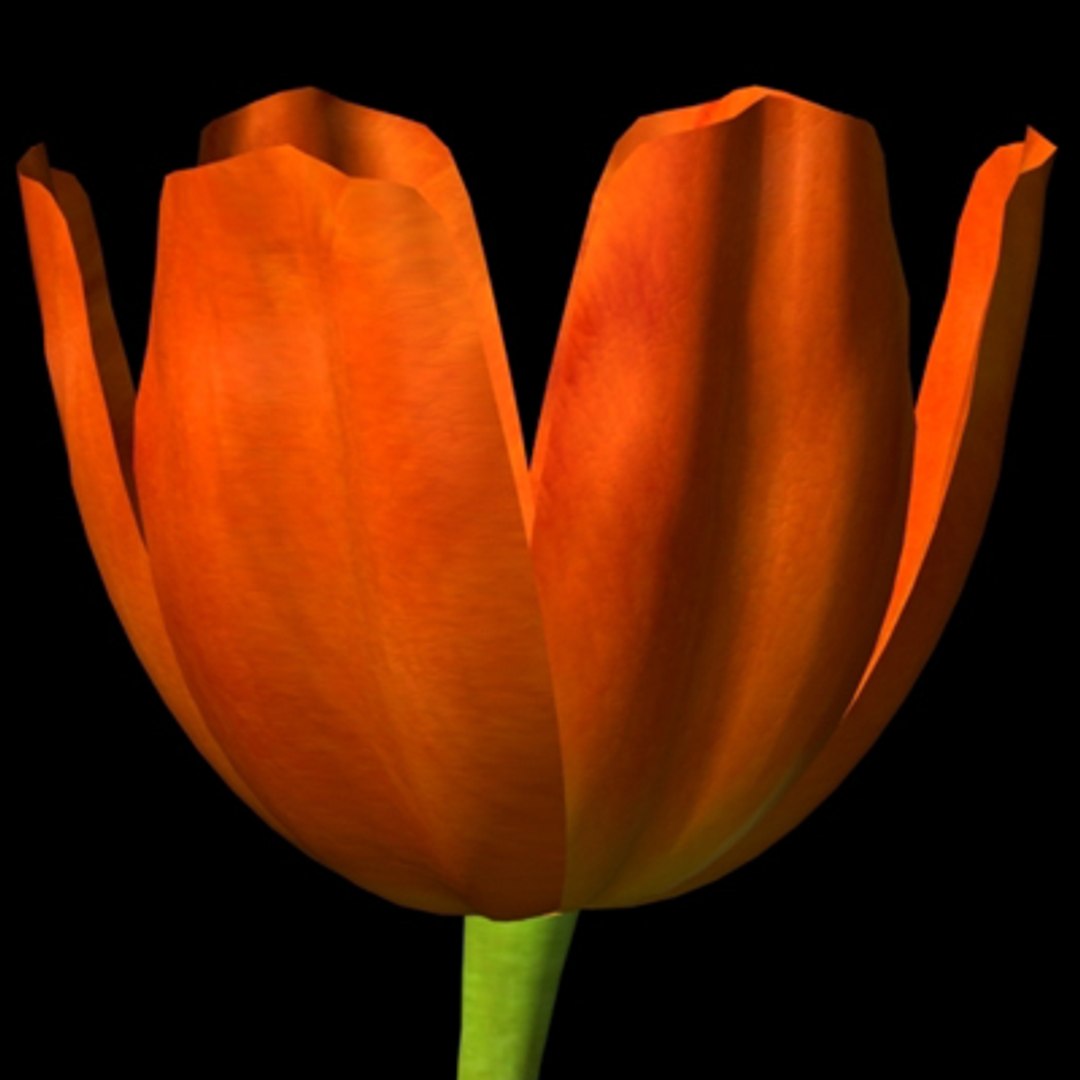 3d max plant flower https://p.turbosquid.com/ts-thumb/lC/ZmJ9mi/qL1w7Klg/princessirenetulip_closeup/jpg/1003441400/1920x1080/fit_q87/c415c228fed9b242508c34f063b2b7a028fd16e8/princessirenetulip_closeup.jpg