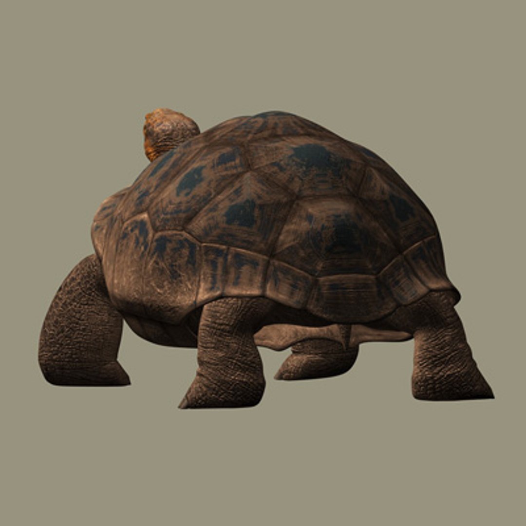 Obj Giant Tortoise