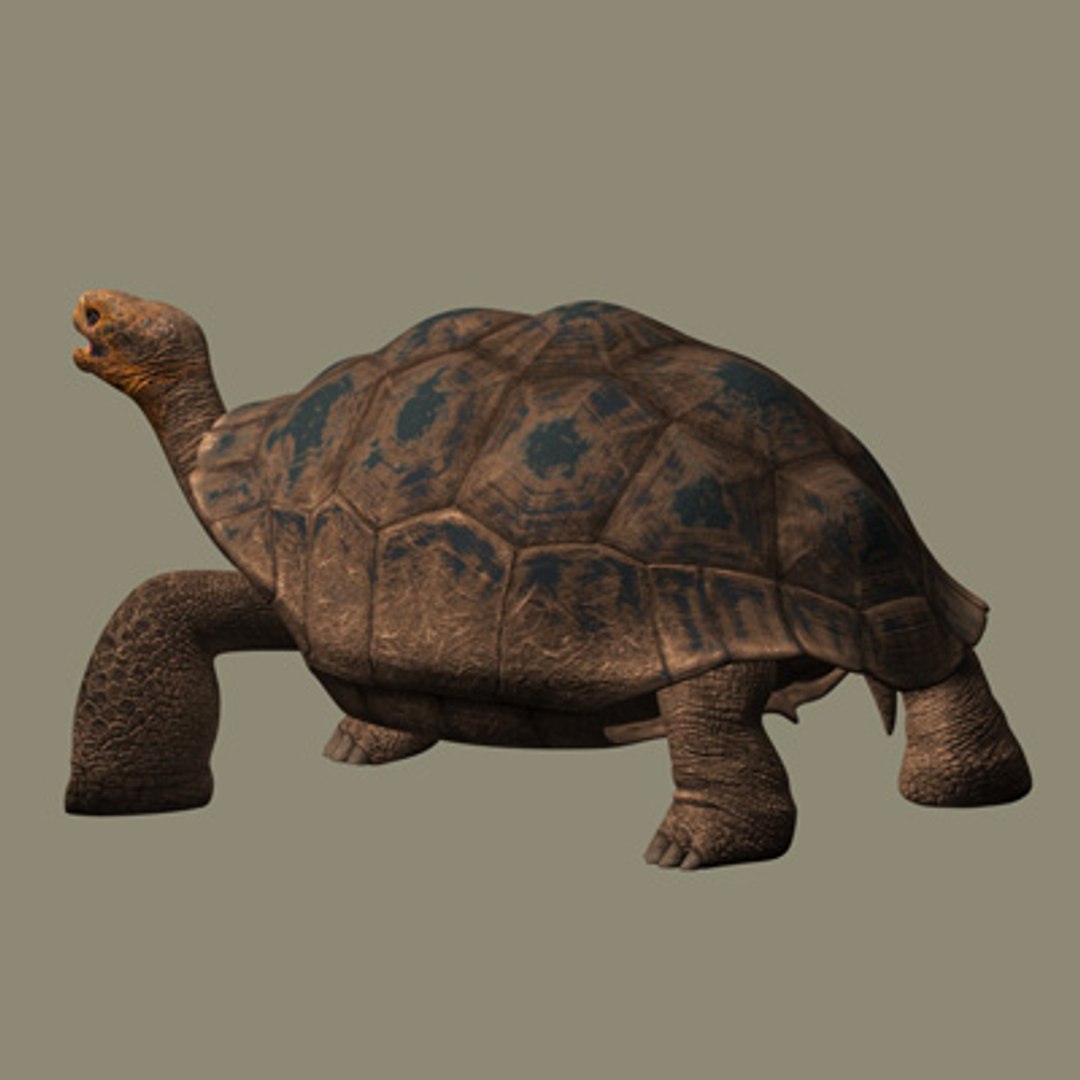 Obj Giant Tortoise