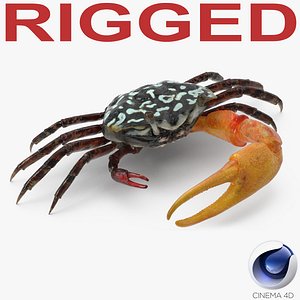 fiddler crab rigged 3D