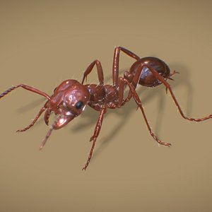 Fire Ant Worker 3D model