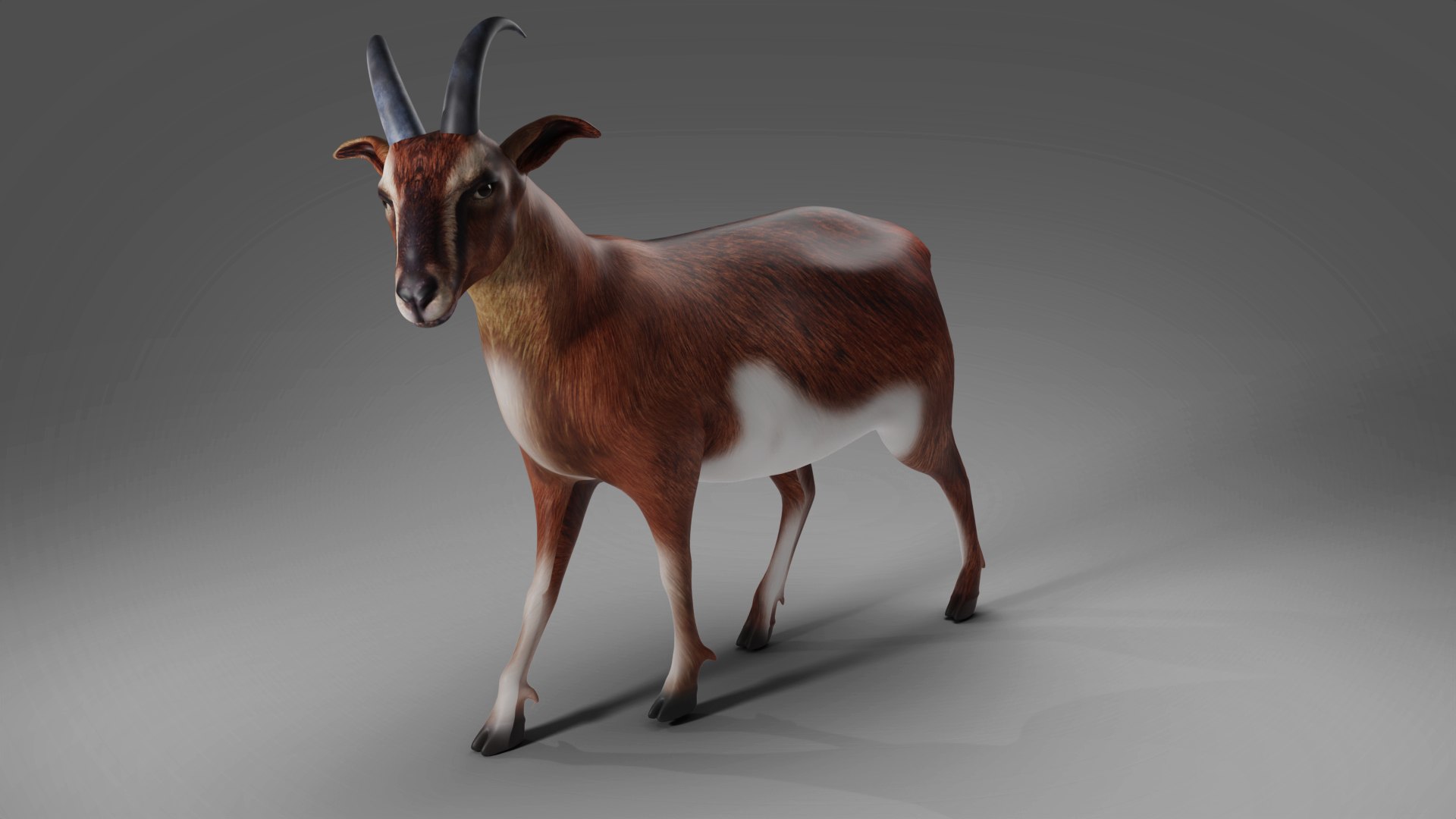 3D Goat 04 Rigged in Blender 3D model - TurboSquid 2010365