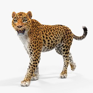 leopard walking pose fur 3D model