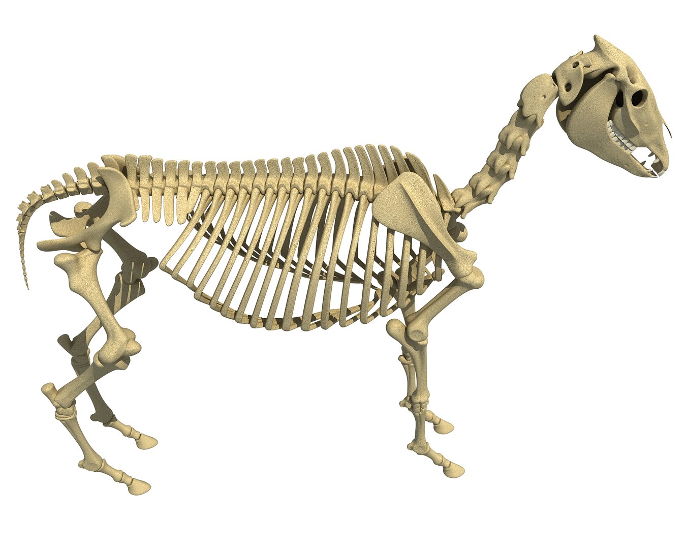 donkey skeleton animal 3d lwo https://p.turbosquid.com/ts-thumb/lD/784NJb/5hiBZRqK/donkeymodel3/jpg/1486838508/1920x1080/fit_q87/dd189e5b5a2e940beea7168d8a8adb7f0f74ed3b/donkeymodel3.jpg