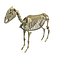 Donkey Skeleton Model