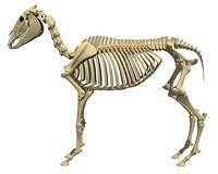 Donkey Skeleton Model