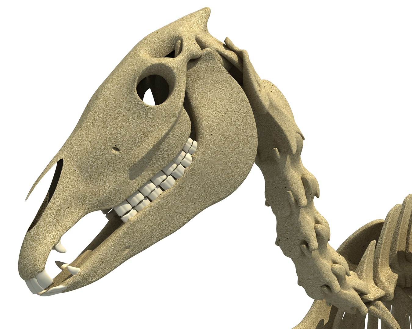 donkey skeleton animal 3d lwo https://p.turbosquid.com/ts-thumb/lD/784NJb/PGdmWlxv/donkeymodel7/jpg/1486838508/1920x1080/fit_q87/873c7956f3dbcf2558a6a7f204292f1eba266606/donkeymodel7.jpg