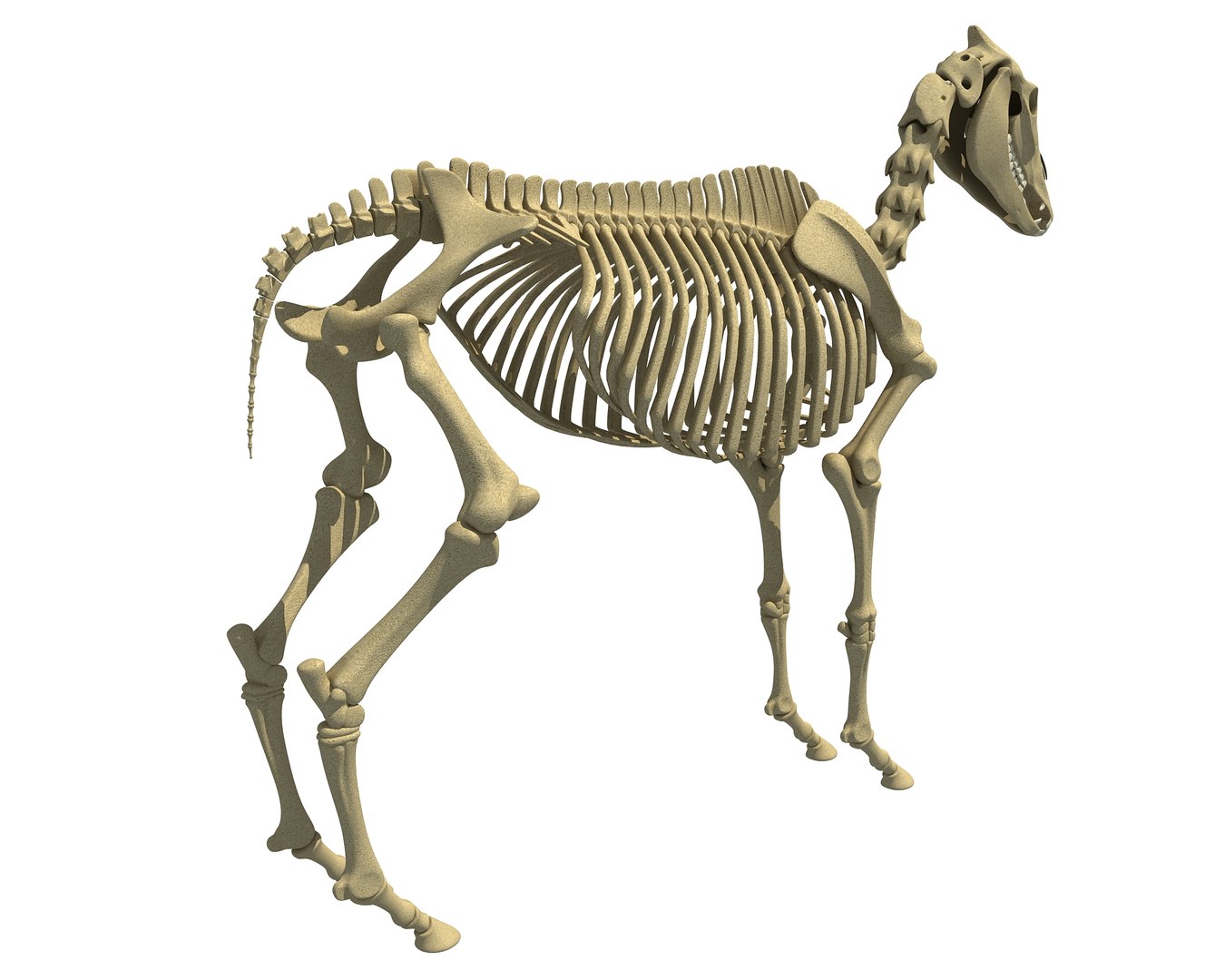 donkey skeleton animal 3d lwo https://p.turbosquid.com/ts-thumb/lD/784NJb/c8x5d4E5/donkeymodel2/jpg/1486838508/1920x1080/fit_q87/53db9425496dd64438be1175e98947ac89943459/donkeymodel2.jpg