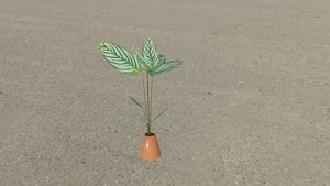 calathea plant