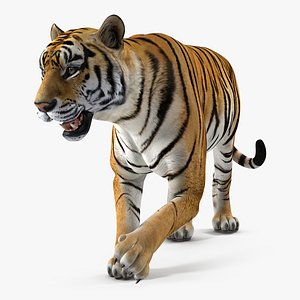 tiger rigged 3D model