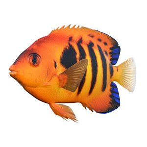 Flame Angel Fish 3D model