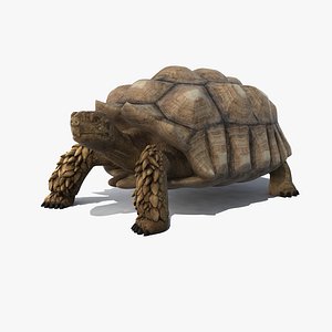 realistic turtle rig tortoise shell max