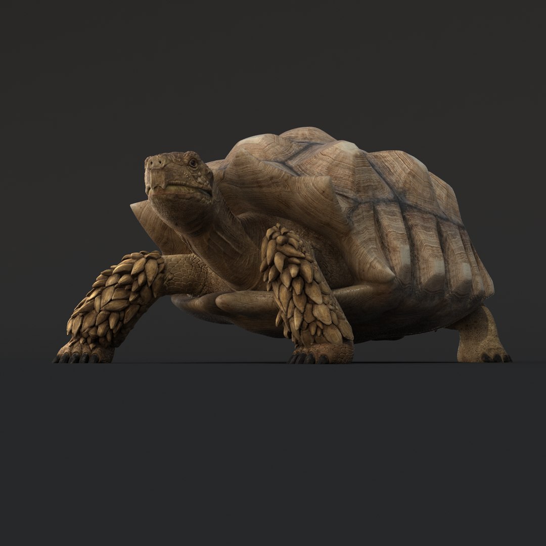 Realistic Turtle Rig Tortoise Shell Max