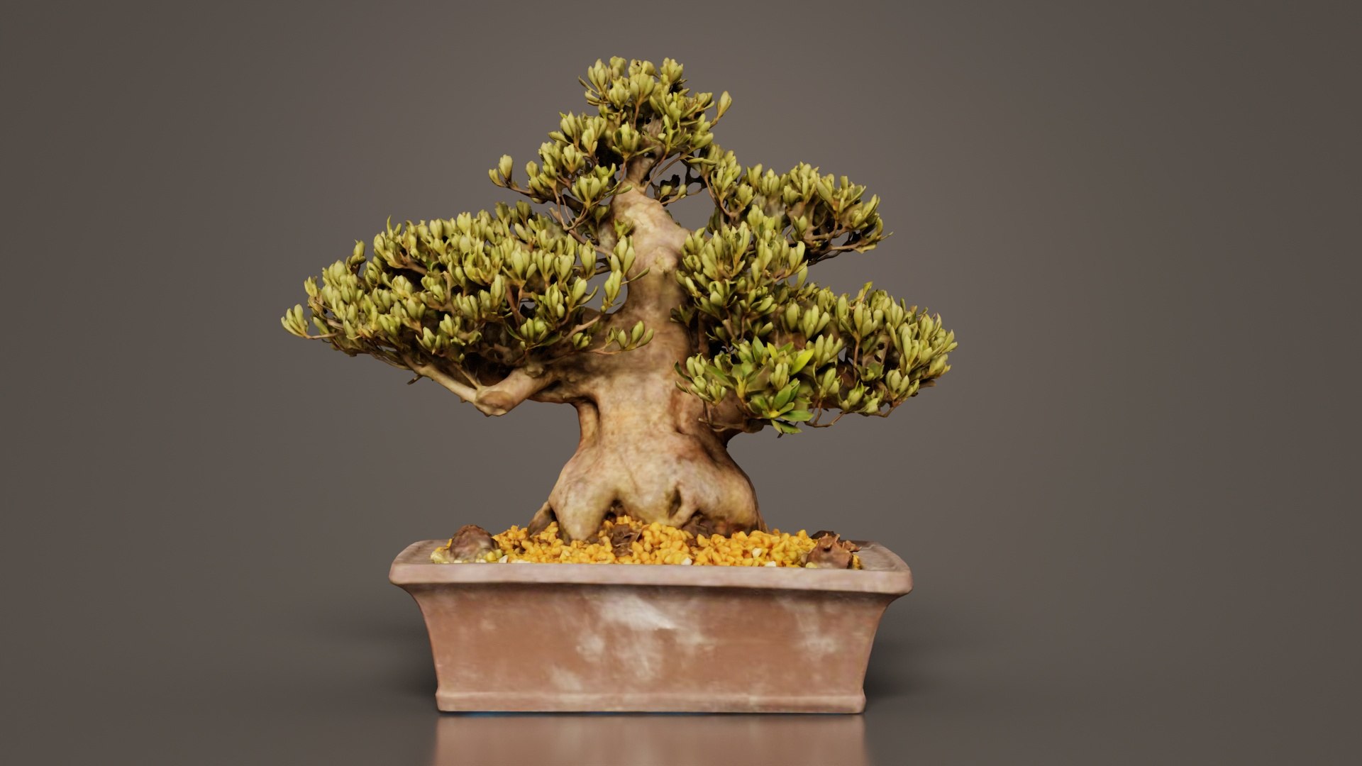 Satsuki Chinzan Bonsai Tree Remastered model https://p.turbosquid.com/ts-thumb/lD/uWOAEf/1k/satsuki_chinzan_bonsai_tree_08/jpg/1740403735/1920x1080/fit_q87/95177e7aa0a03b32a56708376a6caa9a024f9c27/satsuki_chinzan_bonsai_tree_08.jpg