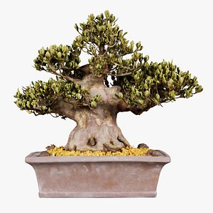 Satsuki Chinzan Bonsai Tree Remastered model
