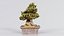 Satsuki Chinzan Bonsai-Baum Remastered