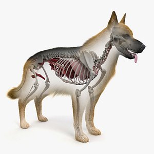 3D model skin dog skeleton organs