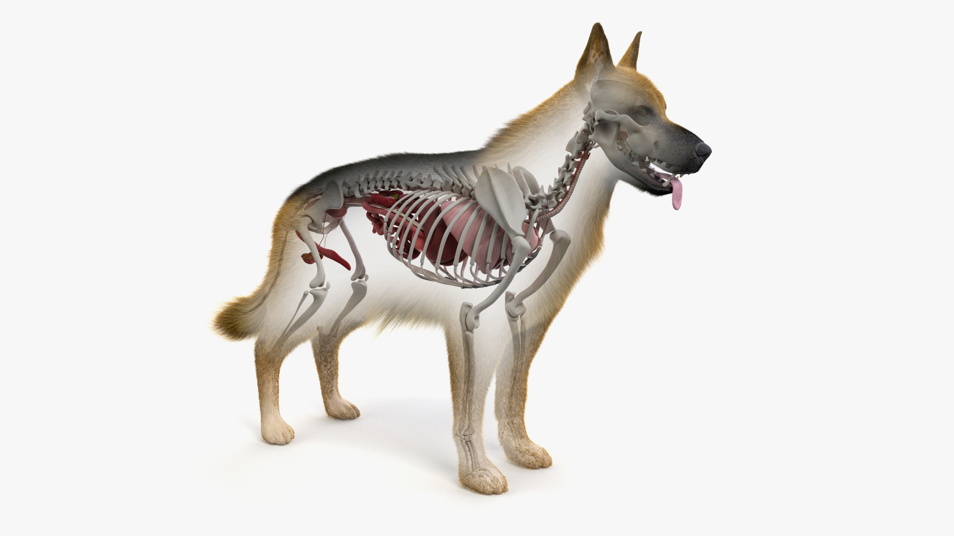 Макет внутренних органов собаки