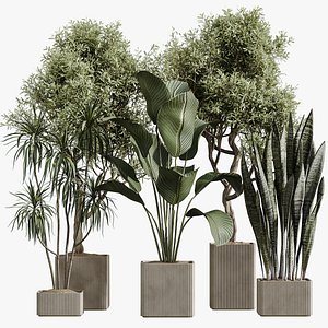 AV Indoor Plants Set 390 Warneckii Lemon and Olive and Green Sansevieria and Calathea Lutea 3D model