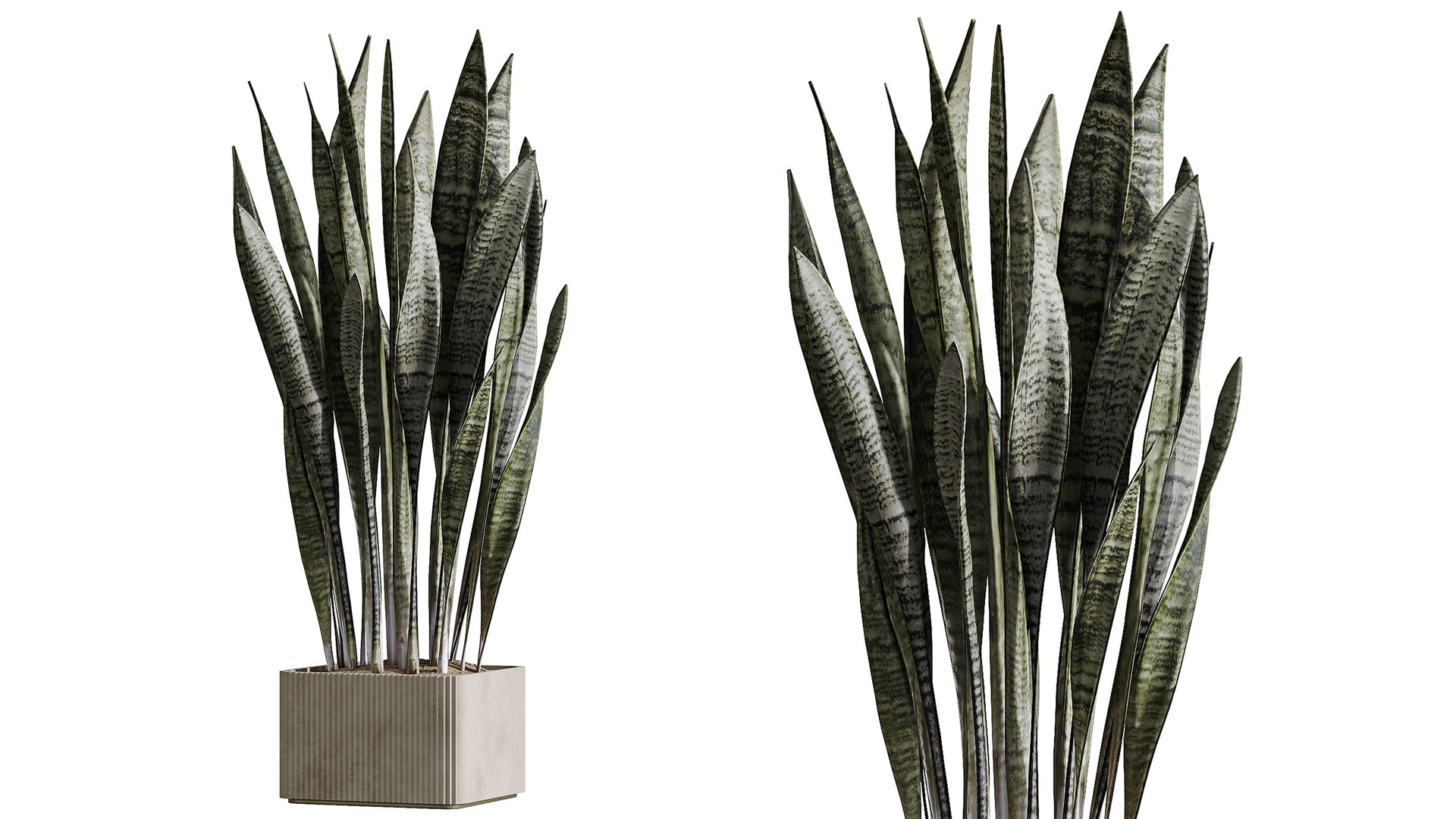 AV Indoor Plants Set 390 Warneckii Lemon and Olive and Green Sansevieria and Calathea Lutea 3D model https://p.turbosquid.com/ts-thumb/lE/9IxHTm/8g/04/png/1760354120/1920x1080/fit_q87/f13f12a2b7602bbba6fc84db0ffb35186caedebe/04.jpg