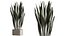 AV Indoor Plants Set 390 Warneckii Lemon and Olive and Green Sansevieria and Calathea Lutea