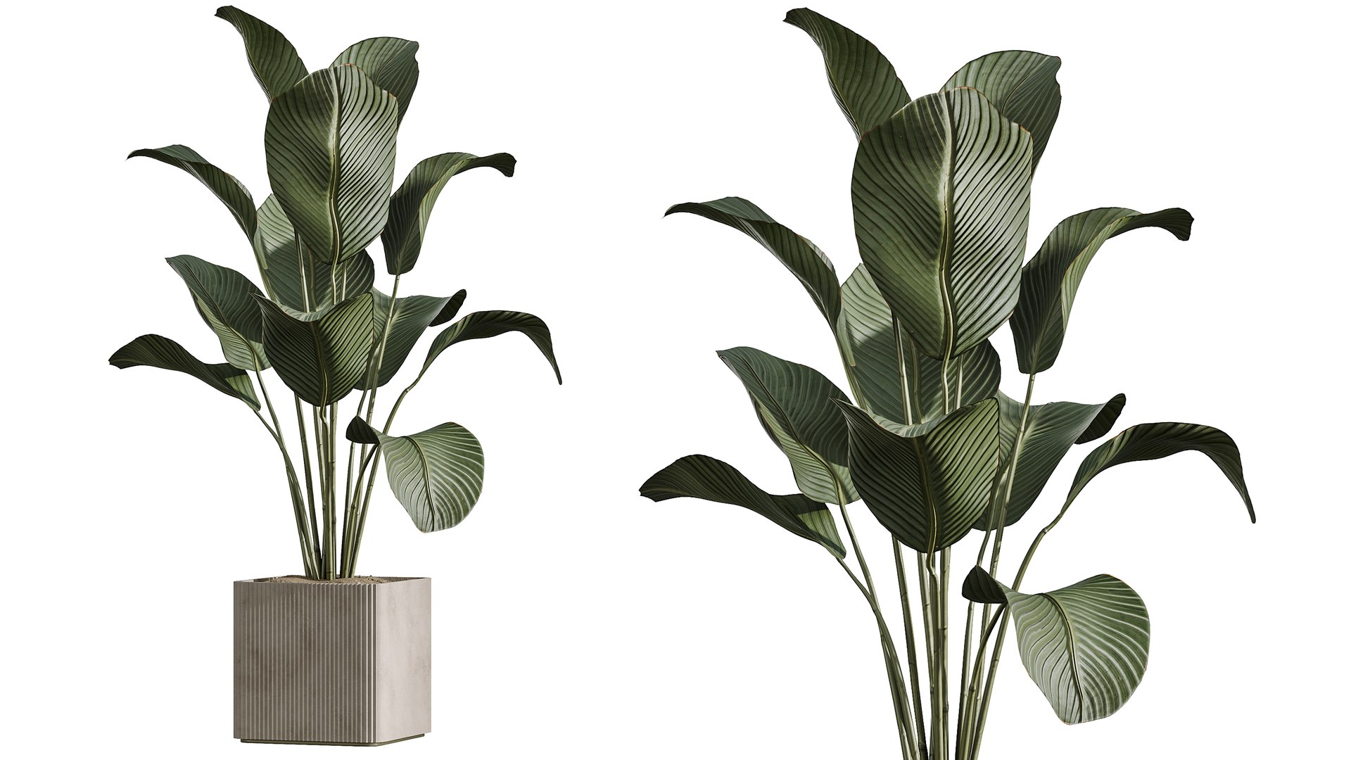 AV Indoor Plants Set 390 Warneckii Lemon and Olive and Green Sansevieria and Calathea Lutea 3D model https://p.turbosquid.com/ts-thumb/lE/9IxHTm/JO/02/png/1760354119/1920x1080/fit_q87/95bb4a2e01e01780546abe950056cb2663eaa7f9/02.jpg