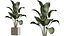 AV Indoor Plants Set 390 Warneckii Lemon and Olive and Green Sansevieria and Calathea Lutea