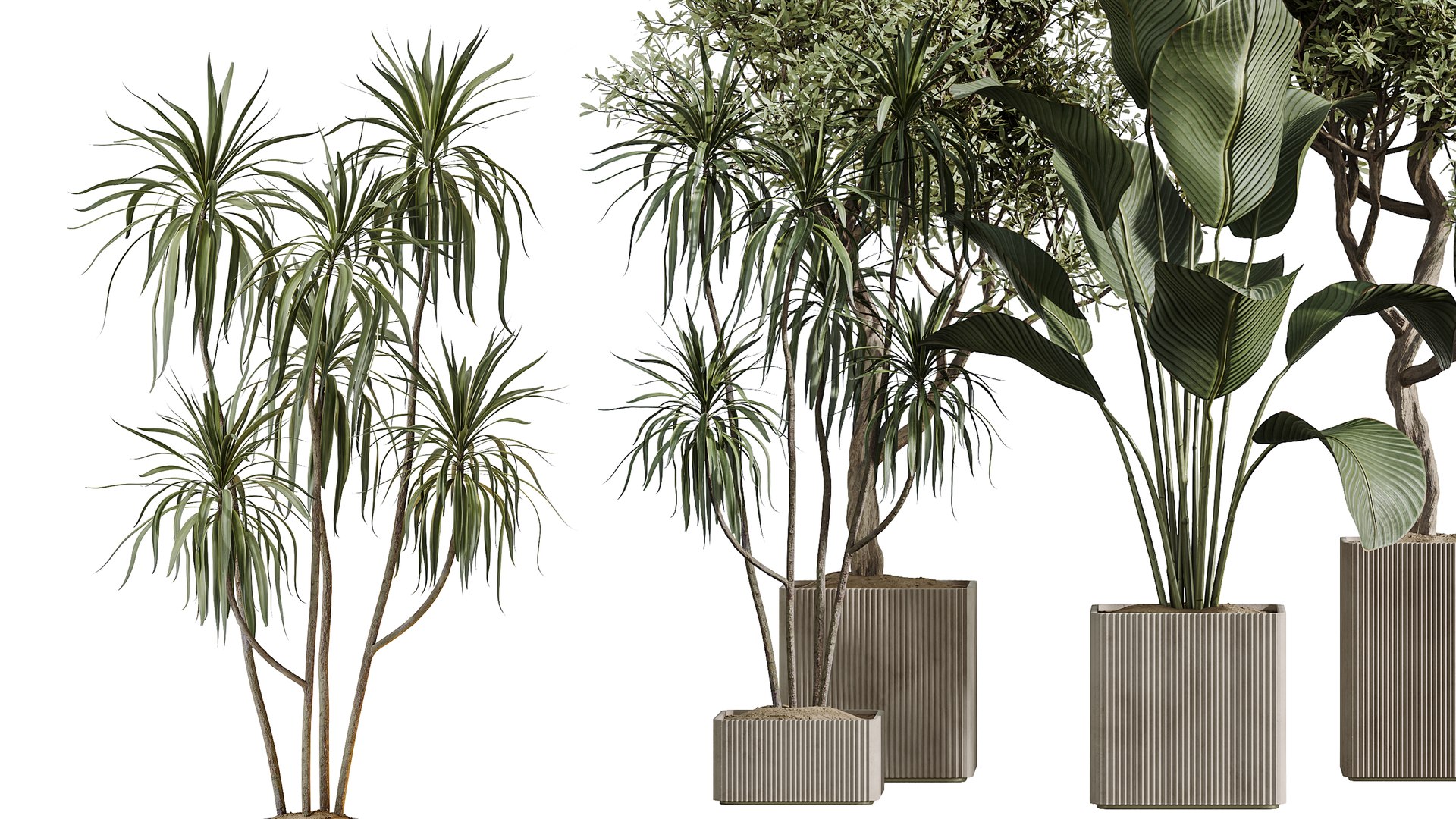AV Indoor Plants Set 390 Warneckii Lemon and Olive and Green Sansevieria and Calathea Lutea 3D model https://p.turbosquid.com/ts-thumb/lE/9IxHTm/Jw/05/png/1760354119/1920x1080/fit_q87/eaccaaf6fbd41a3b715c4c25b18e0a25e28e98d1/05.jpg