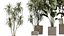 AV Indoor Plants Set 390 Warneckii Lemon and Olive and Green Sansevieria and Calathea Lutea