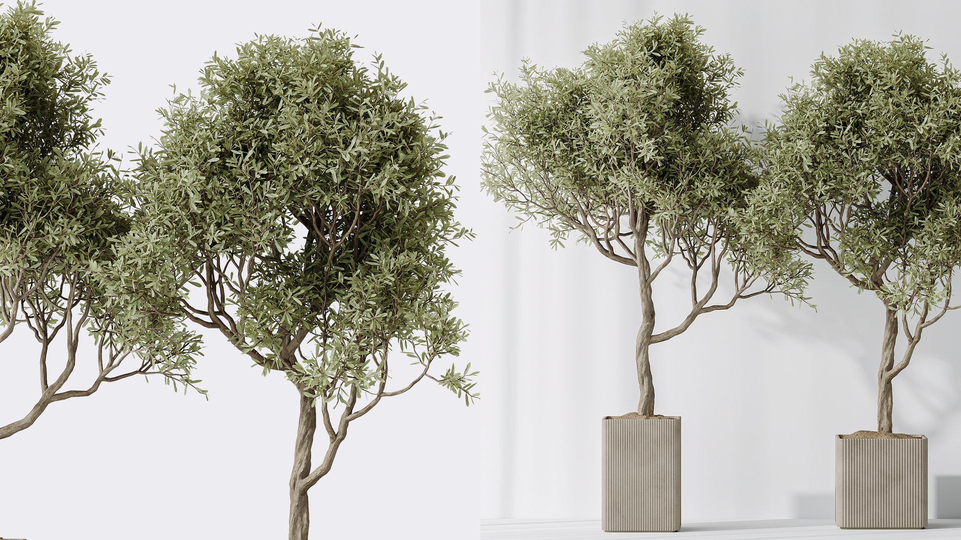 AV Indoor Plants Set 390 Warneckii Lemon and Olive and Green Sansevieria and Calathea Lutea 3D model https://p.turbosquid.com/ts-thumb/lE/9IxHTm/To/06/png/1760354120/1920x1080/fit_q87/f77ae3680f413bf54bc86e0cf14c2ea7e2df7271/06.jpg