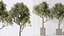 AV Indoor Plants Set 390 Warneckii Lemon and Olive and Green Sansevieria and Calathea Lutea