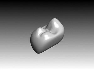 second premolar mandibular 3d model