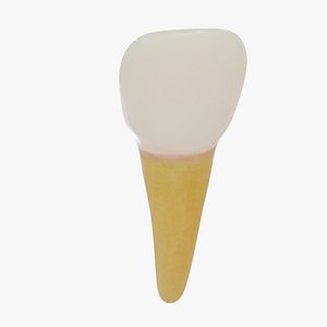 incisor tooth 3D
