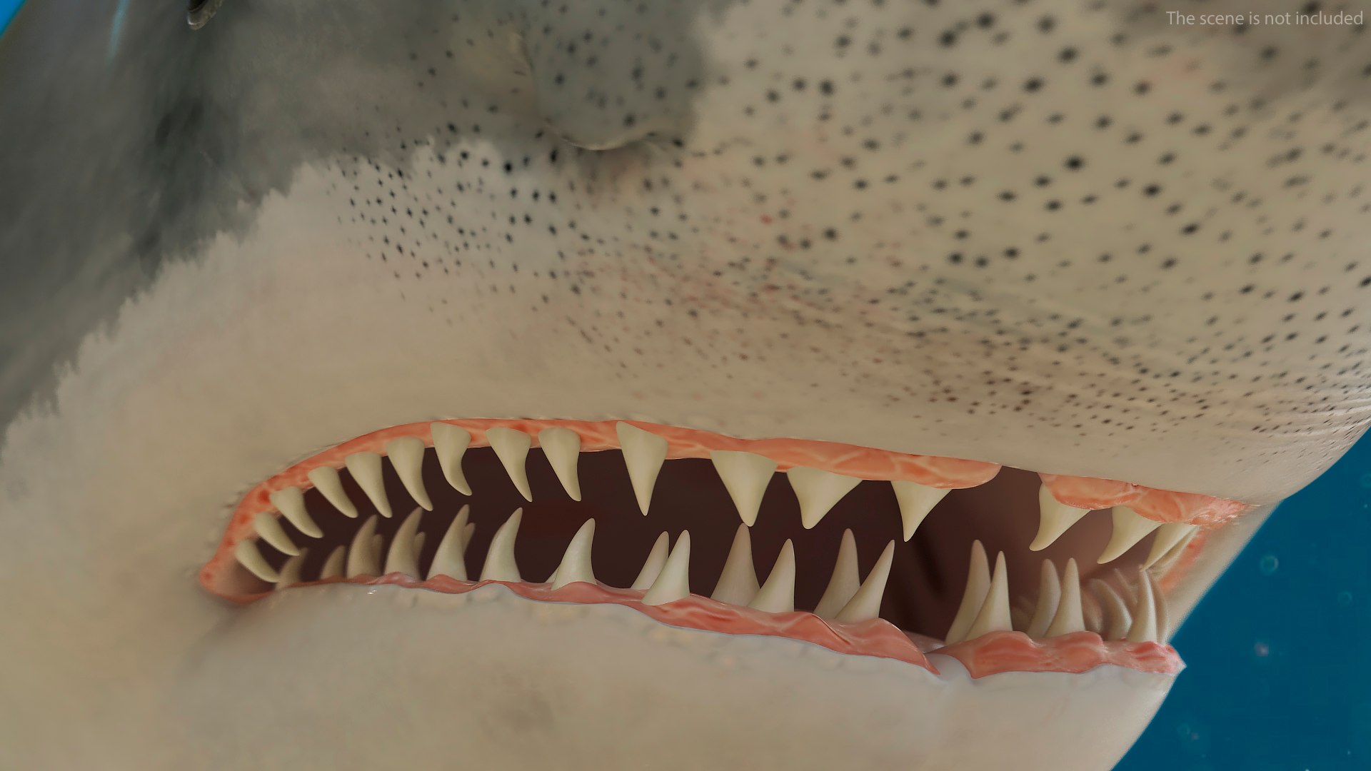 Rigged Sharks Collection 12 3D model https://p.turbosquid.com/ts-thumb/lE/MkGVXp/6g/riggedsharkscollection123dsmodel046/jpg/1694385385/1920x1080/fit_q87/a757c6e158a851a2cc45b14a2ddb56741a791e9f/riggedsharkscollection123dsmodel046.jpg