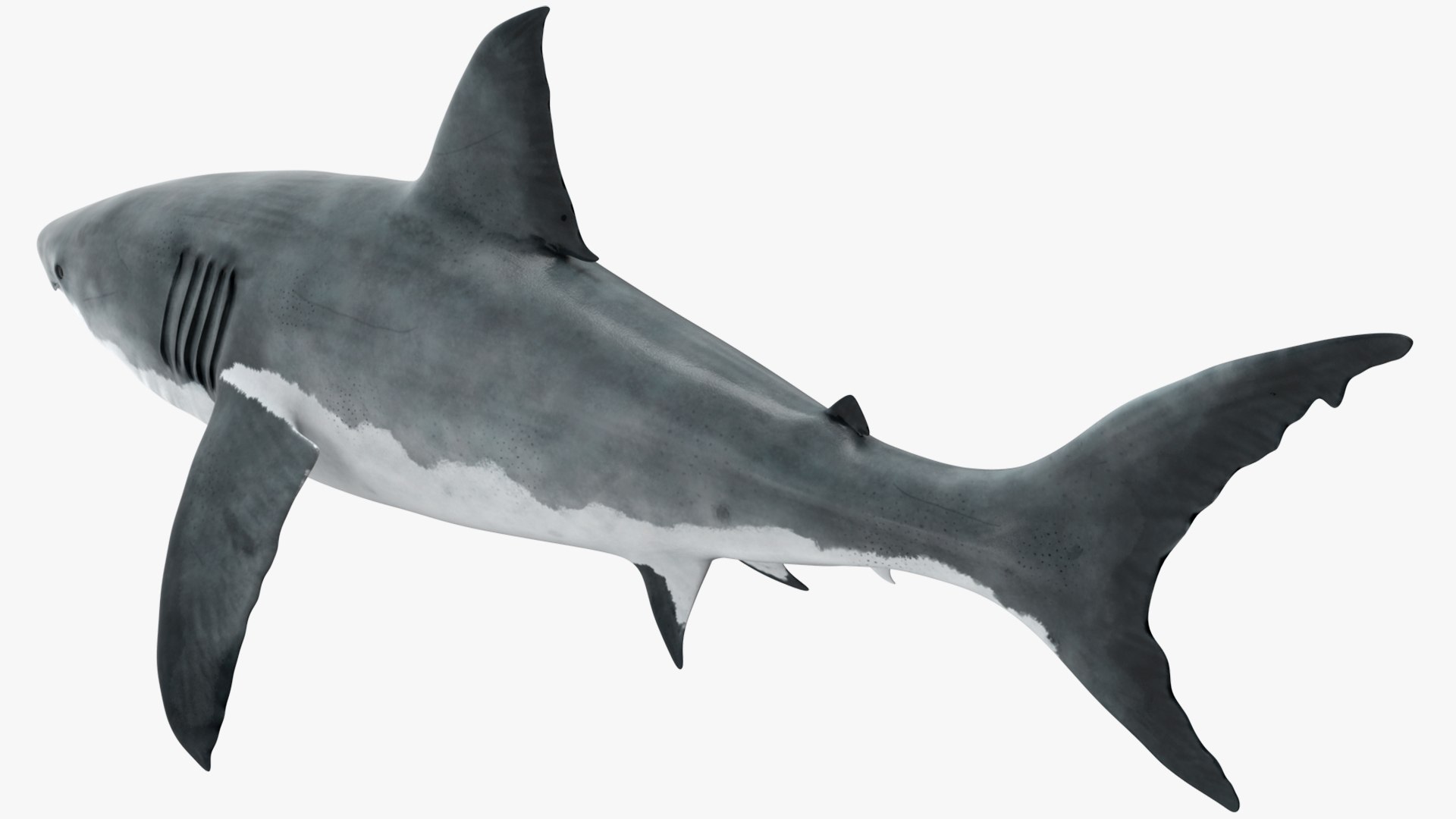 Rigged Sharks Collection 12 3D model https://p.turbosquid.com/ts-thumb/lE/MkGVXp/8x/riggedsharkscollection123dsmodel050/jpg/1694385401/1920x1080/fit_q87/c4d66a617d6a35b232d10b5314df253fc09aed26/riggedsharkscollection123dsmodel050.jpg