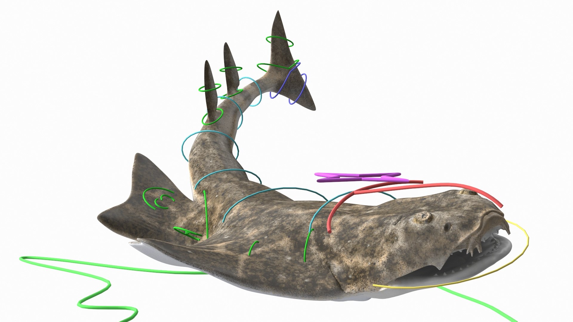 Rigged Sharks Collection 12 3D model https://p.turbosquid.com/ts-thumb/lE/MkGVXp/AD/angelsharkriggedc4dmodel002/jpg/1762765738/1920x1080/fit_q87/a2da7cf2445fb30c241eeb405921933108f8bf08/angelsharkriggedc4dmodel002.jpg