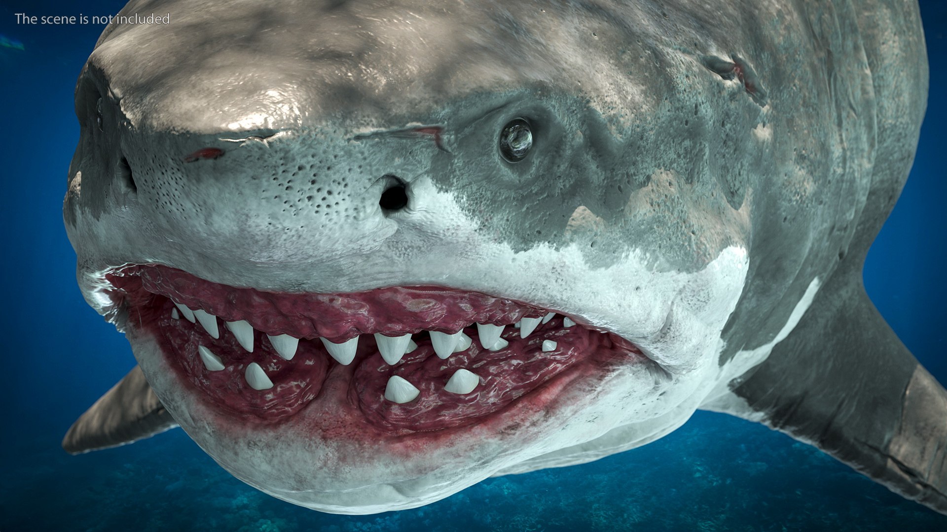Rigged Sharks Collection 12 3D model https://p.turbosquid.com/ts-thumb/lE/MkGVXp/ay/riggedsharkscollection123dsmodel022/jpg/1694385293/1920x1080/fit_q87/6e8c74e6bcbd213d4d7610e34507a7d4e2039527/riggedsharkscollection123dsmodel022.jpg