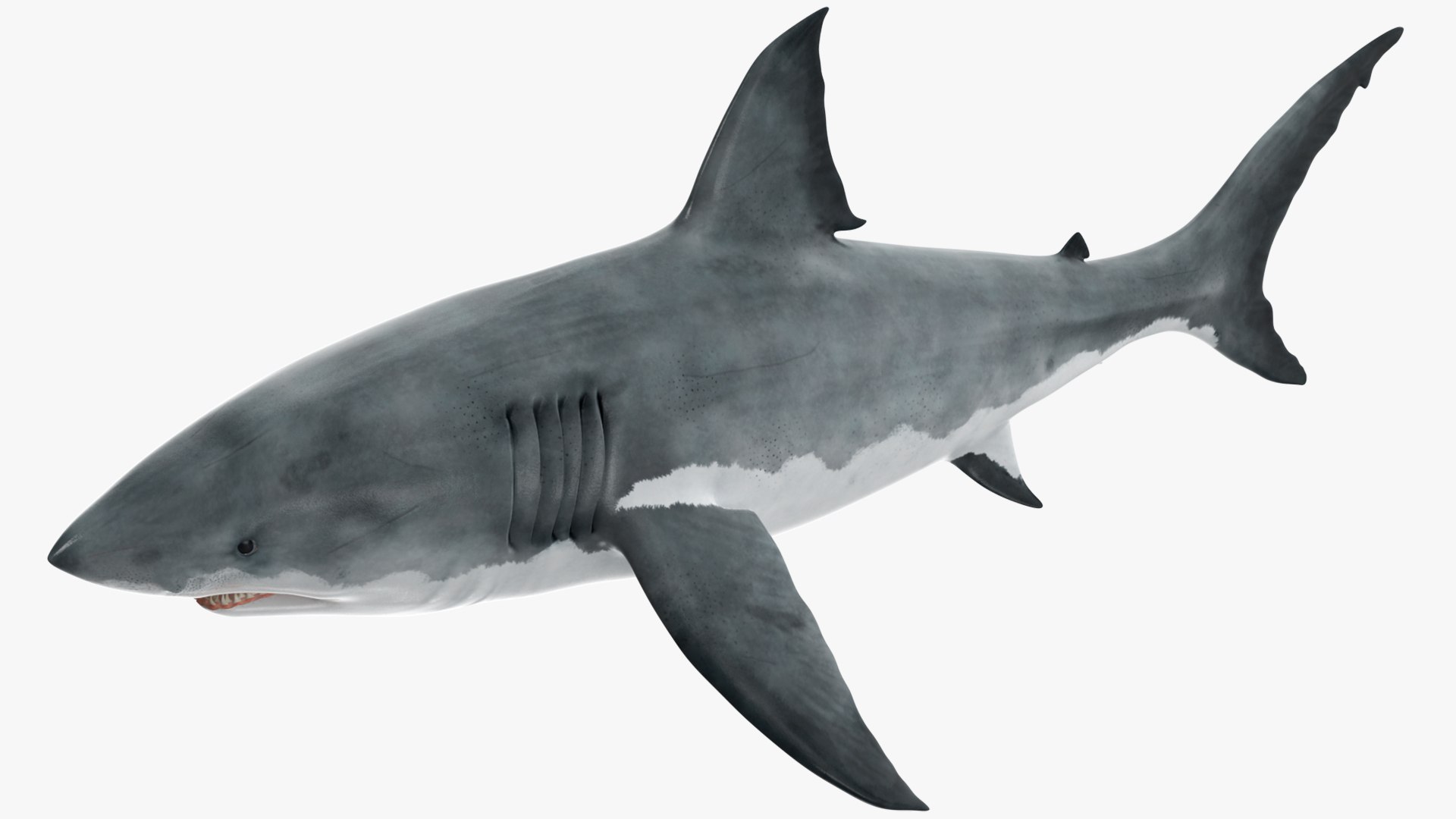 Rigged Sharks Collection 12 3D model https://p.turbosquid.com/ts-thumb/lE/MkGVXp/gt/riggedsharkscollection123dsmodel051/jpg/1694385405/1920x1080/fit_q87/b84eb993511bdeb09df130c54e512f40c95e7a7d/riggedsharkscollection123dsmodel051.jpg
