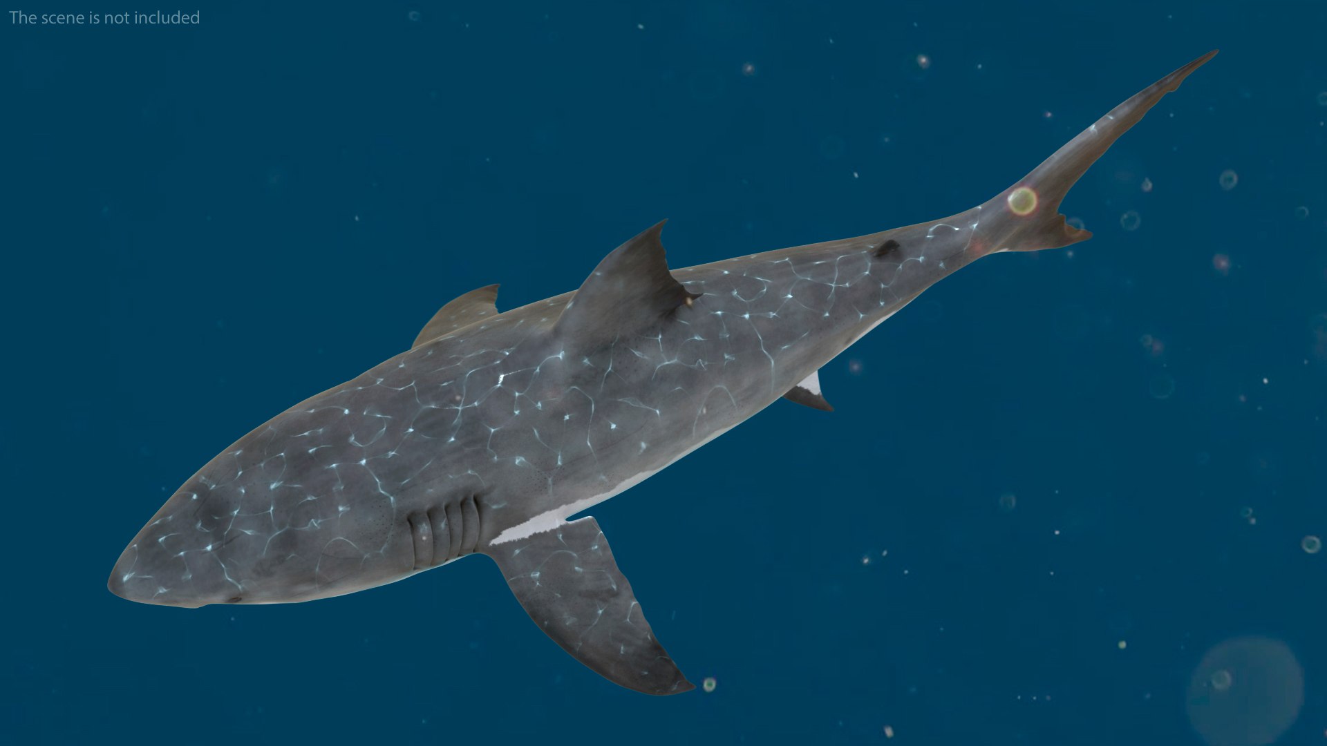 Rigged Sharks Collection 12 3D model https://p.turbosquid.com/ts-thumb/lE/MkGVXp/kl/riggedsharkscollection123dsmodel041/jpg/1694385364/1920x1080/fit_q87/6f1495df1d6a4dd6ad3e69bfe98d618733ff087e/riggedsharkscollection123dsmodel041.jpg