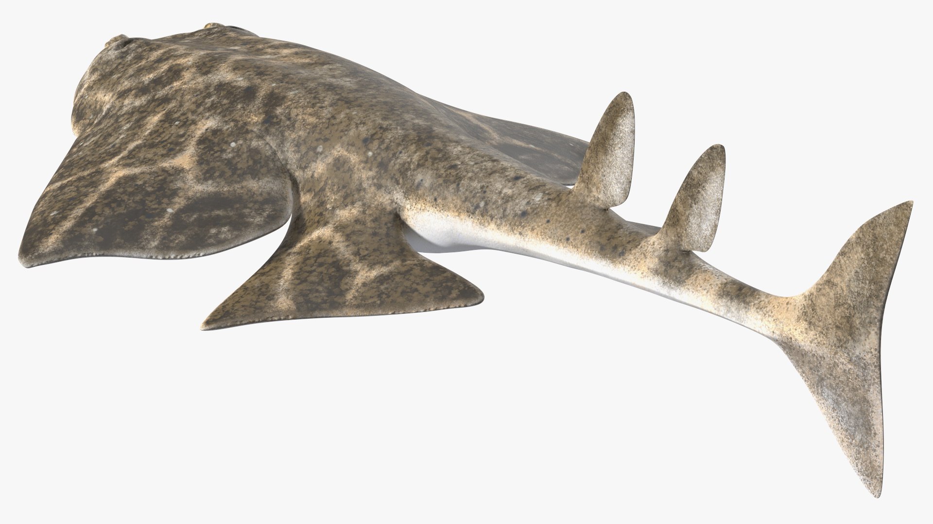 Rigged Sharks Collection 12 3D model https://p.turbosquid.com/ts-thumb/lE/MkGVXp/uQ/riggedsharkscollection123dsmodel014/jpg/1694385262/1920x1080/fit_q87/7adced7cee9bb12197e9002ec66cbdd32589ec9f/riggedsharkscollection123dsmodel014.jpg