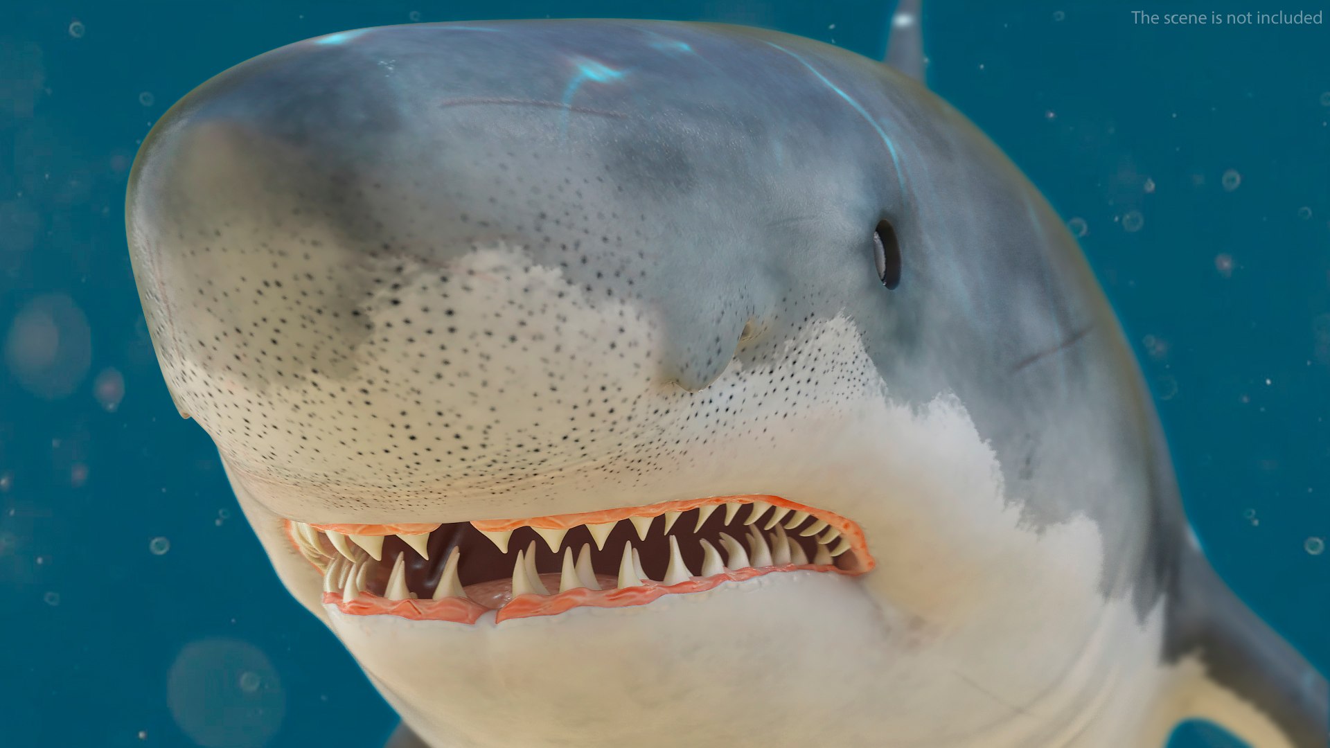 Rigged Sharks Collection 12 3D model https://p.turbosquid.com/ts-thumb/lE/MkGVXp/v4/riggedsharkscollection123dsmodel045/jpg/1694385381/1920x1080/fit_q87/965f08a9229e8d7d781fb33dd37c84ffc663821f/riggedsharkscollection123dsmodel045.jpg
