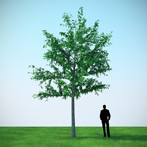 3D model mountain maple - 720cm