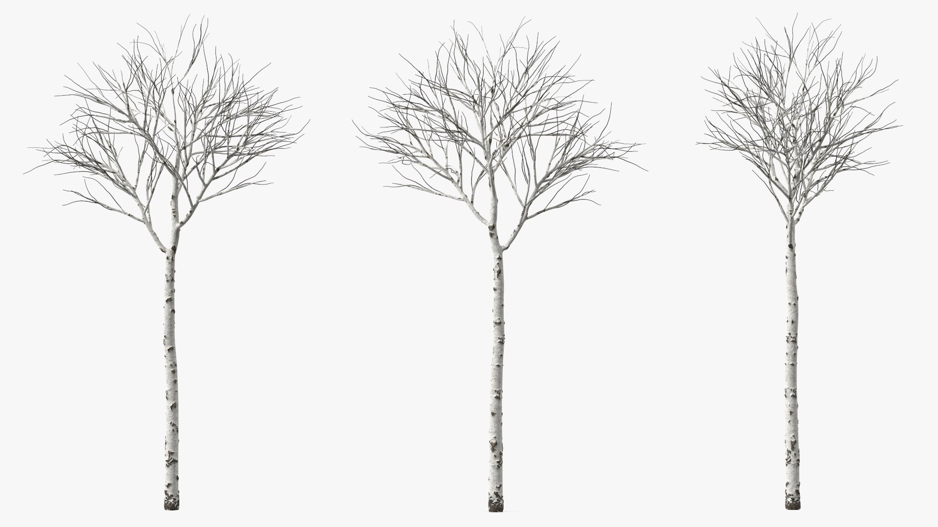 Naked Birch Tree 3D model preview